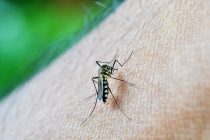 Prirodno sredstvo protiv komaraca za decu