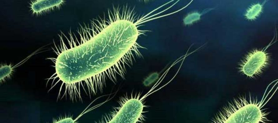 Gde žive bakterije?